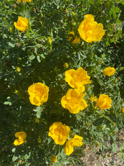 Rosa foetida