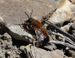 Megachile parietina