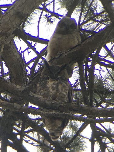 Great Horned Owl photographed in Maine