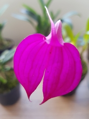 Masdevallia coccinea