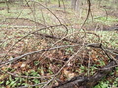 Lachnellula subtilissima