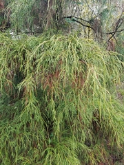Chamaecyparis pisifera