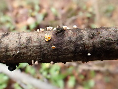 Lachnellula subtilissima