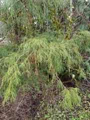Chamaecyparis pisifera