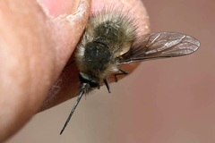 Bombylius cinerascens