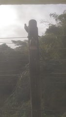 Melanerpes aurifrons