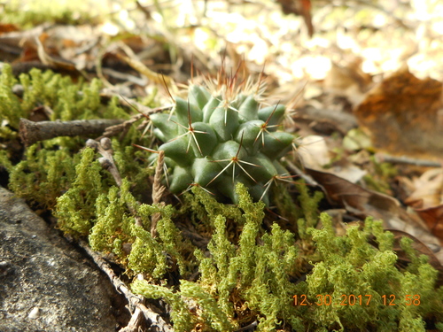 Mammillaria orcuttii