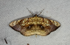 Pantographa scripturalis