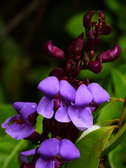 Macropsychanthus scabrus