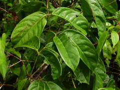 Macropsychanthus scabrus