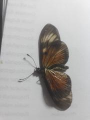 Actinote pellenea