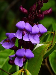 Macropsychanthus scabrus