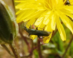 Oedemera crassipes