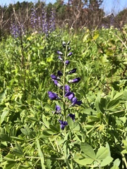 Baptisia australis aberrans