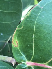 Enteucha basidactyla