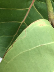 Enteucha basidactyla