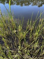 Eleocharis cellulosa