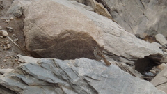 Melospiza melodia image