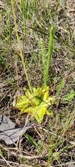 Pinguicula lutea