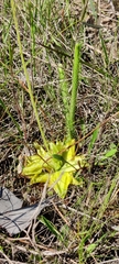 Pinguicula lutea