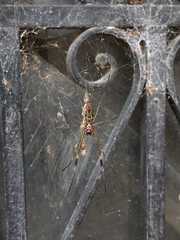 Trichonephila clavipes