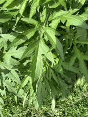 Asteraceae