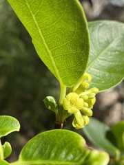 Wikstroemia