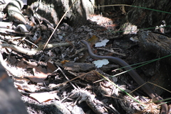 Coluber constrictor latrunculus