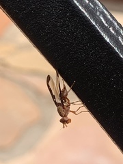 Diacrita costalis