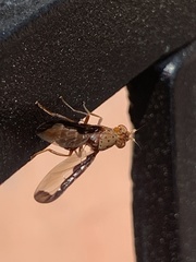 Diacrita costalis
