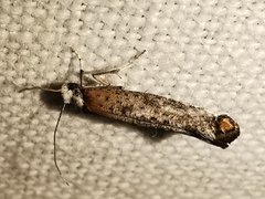 Pseudoswammerdamia combinella