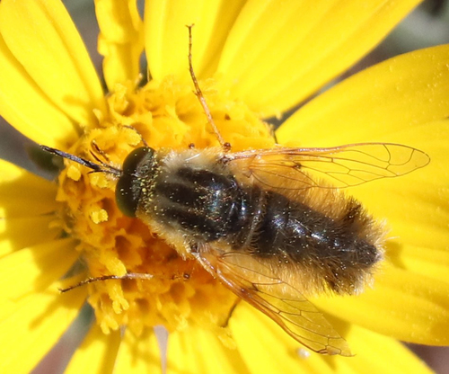 Lordotus striatus
