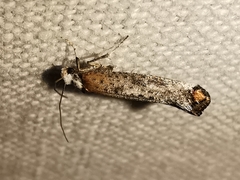 Pseudoswammerdamia combinella