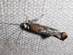 Pseudoswammerdamia combinella
