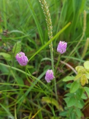 Polygala mariana