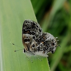 Aubergina vanessoides