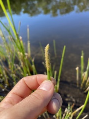 Eleocharis cellulosa
