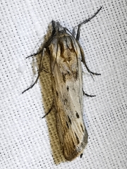 Megasis rippertella