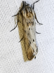 Megasis rippertella