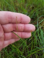 Rhynchospora rariflora