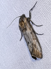 Megasis rippertella