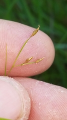 Rhynchospora rariflora