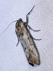 Megasis rippertella