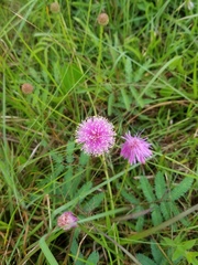 Mimosa hystricina
