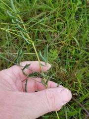 Mimosa hystricina
