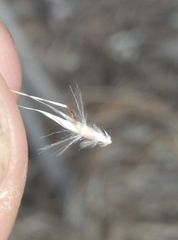 Rytidosperma unarede