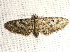 Eupithecia dodoneata