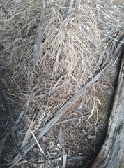 Rytidosperma unarede