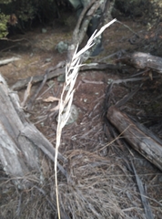 Rytidosperma unarede