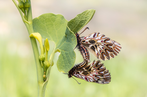 Southern Festoon, Krems-Land, Österreich, photo 10 of 10